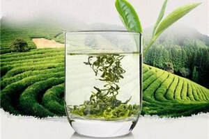 绿茶有哪些品种十大品种推荐（中国十大绿茶有哪些品种）