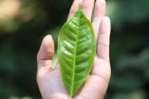 普洱茶大叶种和小叶种的区别（普洱茶大叶种和小叶种有哪些区别）