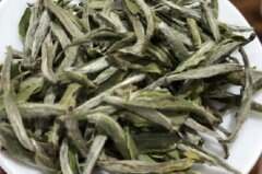 福鼎白茶生产厂家排名