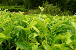 茶叶和土混在一起可以种花吗