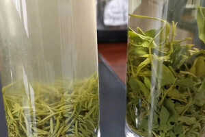 崂山绿茶属于什么茶种 崂山绿茶有什么特点 