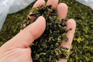 铁观音茶是绿茶吗它有什么功效