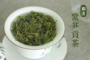 顾渚紫笋茶树品种