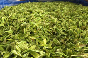 黄茶有哪些品种及产地