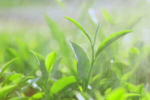 绿茶酸性还是碱性