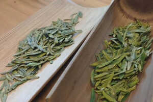 龙井茶是什么植物