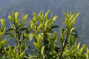 霍山黄芽茶的制作工艺有哪几道工序