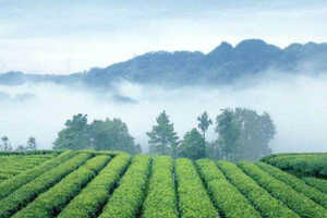 西湖龙井茶的生长环境