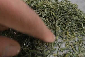 四川绿茶的品种