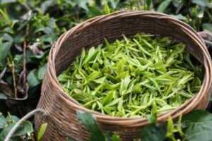 绿茶的功效与作用都有哪些?饮茶的好处。