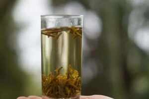 黄芽茶叶是什么茶