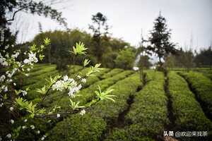 茶农种什么茶树最赚钱呢，种植茶叶树什么品种好？
