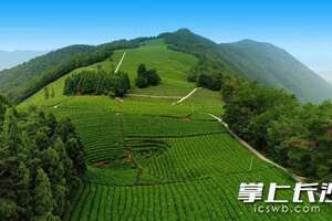 领跑行业，“潇湘”茶飘香全国！湖南省茶叶公共品牌敲定五年发展路径