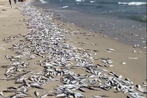 广东一景区海滩出现大面积死鱼绵延数百米，现场有环卫工正在处理死鱼