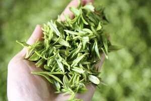 一亩地能产多少斤茶叶？茶叶亩产量国家的统计数据分享