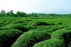 桂平西山茶对当地的发展