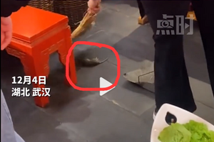 武汉知名火锅店天降老鼠砸到食客，员工淡定扫走公司深夜道歉
