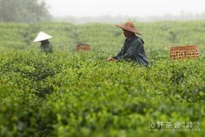 ​提升茶叶加工水平破解产业失衡难题