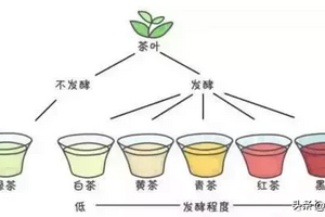 六大茶类营养成分含量（六大茶类营养成分大PK）
