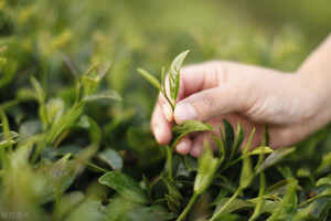 绿茶按发酵程度属于什么茶