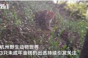 杭州“瞒豹”案宣判，第三只豹子还能找到吗？