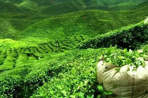 中国茶叶深加工产业发展历程与趋势