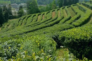 中国茶叶行业