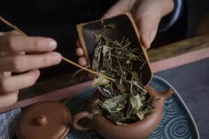 白茶丨老寿眉的叶片容易碎，是茶不好吗？