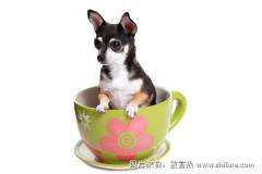 茶杯犬身体健康吗