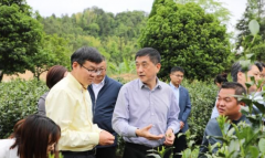 安徽农业大学对粤茶产业发展的研究
