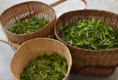普洱茶投资分析：如何打破普洱茶产业在通货膨胀压力下的局面