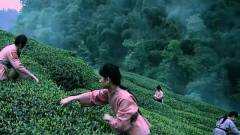 中国绿茶之都是哪里