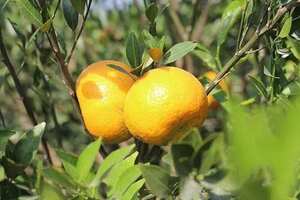 茶枝柑和橘子的区别你知道吗