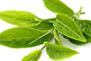 最早的茶香，最敏感的茶叶，海南白沙绿茶