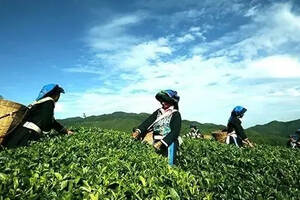 云南要打造普洱茶等六个千亿涉农产业，2020年人均收入超1.3万