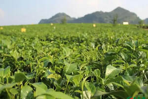 春茶量减价稳交易持续向好，安徽已产干毛茶5000余吨