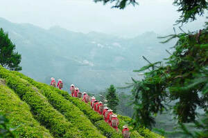 中国六大茶系：喝茶入门，简单易懂，养生科普