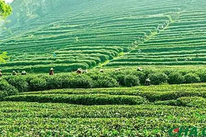 疫情下西湖龙井遇采茶难，或影响春茶产量