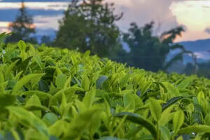 勐库十八寨是哪些寨子？所产之茶的品质特点如何？