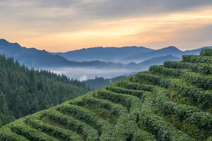 云南普洱茶的产区
