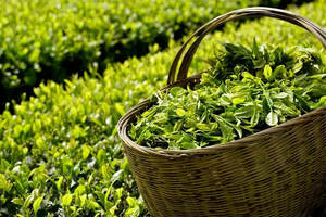 春茶叶质量好的原因是什么