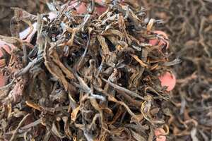 99年困鹿山老生茶，花果香蜜香，极其稀少的干仓老茶。