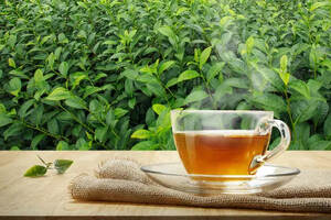 茶知识-台湾省有哪些名茶