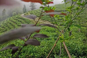 环境因子对茶叶品质的影响（环境因子对茶叶品质的影响包括温度）