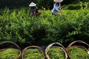 藤茶产业现状及存在问题