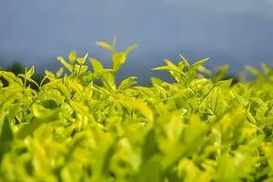 武夷岩茶四大名丛之颜值出众的道茶白鸡冠