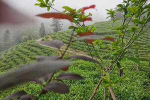 中欧地理标志协定3月1日生效，会给中国茶带来什么红利？