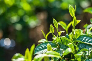 普洱茶中工艺香和品种香的区别在哪？