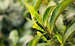 黄山毛峰茶树品种-黄山种（黄山毛峰的茶树品种）