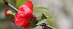 红山茶花的花语（红山茶花的花语和象征）